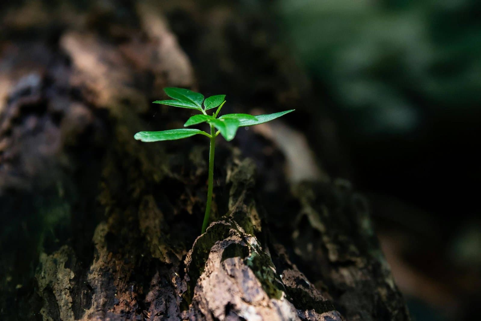 Day 3 – Spiritual Renewal and Empowerment